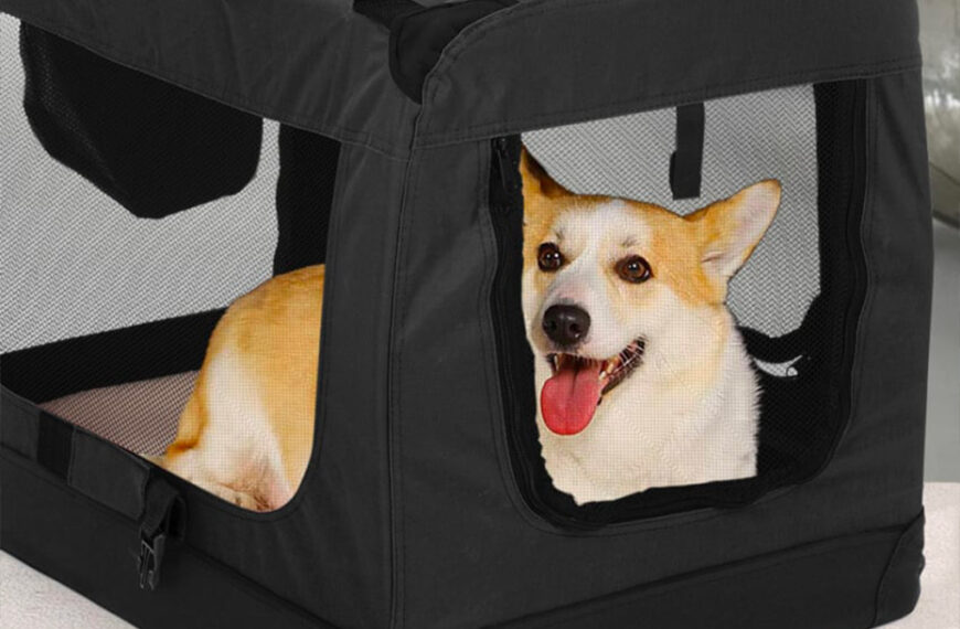 portare-il-cane-in-vacanza-tutto-quello-che-vi-serve-sapere